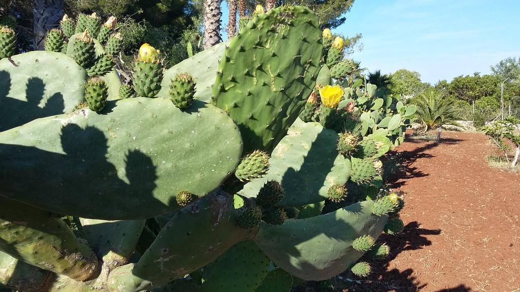 Tenuta Terenzano Torre San Giovanni Ugento Eksteriør bilde